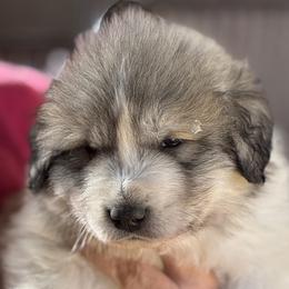 Blarney - White and badger male Great Pyrenees puppy in Arroyo Grande, California from Wild Bunch Ranch - Home of Le Patou Great Pyrenees