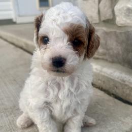 Cavapoo puppies from Family Raised Mini Cavapoos