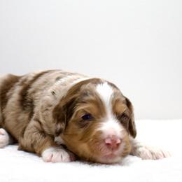 Gruber - Red merle male Aussiedoodle puppy in Decatur, Illinois from Signature Doodles