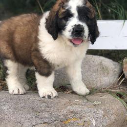 Aussiedoodle, Goldendoodle, Poodle, and Saint Berdoodle Puppies from Rocky Ridge Ranch