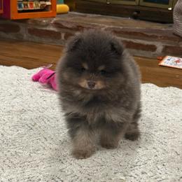 Pending Indie - Blue and tan female Pomeranian puppy in El Sobrante, California from Little Lovers Kennels, LLC