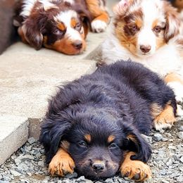 Miniature American Shepherds, Miniature Australian Shepherds, and Toy Australian Shepherds from Panhandle Australian Shepherds