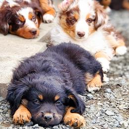 Miniature American Shepherds, Miniature Australian Shepherds, and Toy Australian Shepherds from Panhandle Australian Shepherds