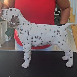 Dalmatian Puppies from Spotted Theory