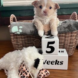 Champion sired AKC long coat 2500 - Gold and white male Chihuahua puppy in Mechanicsburg, Pennsylvania from Rossmoyne Chihuahuas