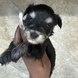 Male B - Parti male Miniature Schnauzer puppy in Pearland, Texas from K & S Schnauzers