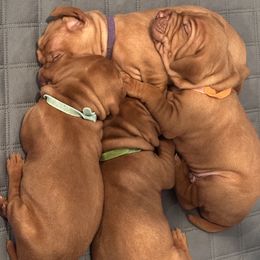 Dalmatian and Vizsla Puppies from Clíodhna Kennel