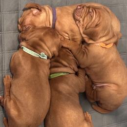 Dalmatian and Vizsla Puppies from Clíodhna Kennel