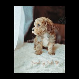 Toto - Brindle male Poodle puppy in Dothan, Alabama from Emerald City Poodles & Doodles