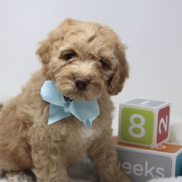 Australian Labradoodle Puppies from Pacific Coast Doodles