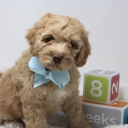 Australian Labradoodle Puppies from Pacific Coast Doodles