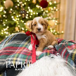 Paprika - Red  male Goldendoodle puppy in Schulenbrug, Texas from Wright Doodles & Poodles