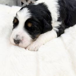 A Christmas Story - Tri-color female Bernedoodle puppy in Hegins, Pennsylvania from Bubbling Springs Doodles, LLC