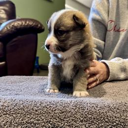 Girl - Fawn and white female Icelandic Sheepdog puppy in Roseville, Ohio from Caradoc Kennel
