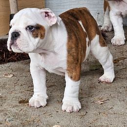 Hercules - Red brindle and white male Bulldog puppy in Arlington, Washington from Stout's Hunting Labs and trsbullies