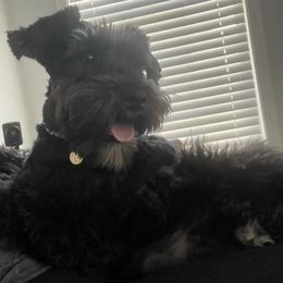 Miniature Schnauzers and Schnoodles from DM Schnoodles and schnauzers