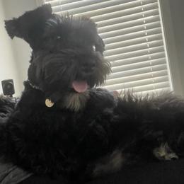 Miniature Schnauzers and Schnoodles from DM Schnoodles and schnauzers