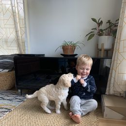 Double Doodle Puppies from Riverside Doodles in Seattle