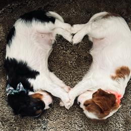Cavalier King Charles Spaniel Puppies from Cavy Love