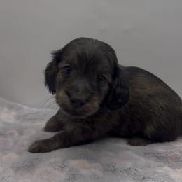 Boy 1 ONLY FILL OUT AN APPLICATION IF SERIOUS - Brindle male Dachshund puppy in Wisconsin from Sabe and Shabe’s Doxies