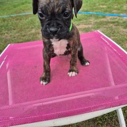 Gracie - Brindle female Boxer puppy in Pine River, Wisconsin from Jenks Boxers