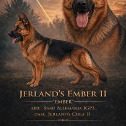 Ember - German Shepherd
