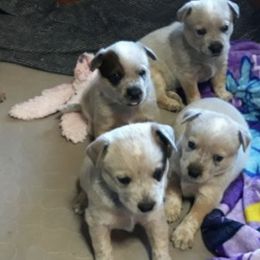 Australian Cattle Dogs from A.C.D. Goldenhour