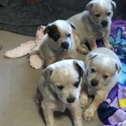 Australian Cattle Dogs from A.C.D. Goldenhour