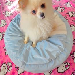 Casper - Cream male Pomeranian puppy in Riverside, California from Marie's Sweetie Poms