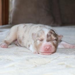 (ABCA) Cruise - White and red merle male Border Collie puppy in Bronson, Florida from Sandhill Ranch Border Collies