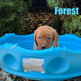 Forest - Yellow male Labrador Retriever puppy in Tigard, Oregon from Morrison Labrador Retreivers