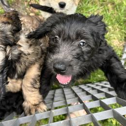 Orange - Misty - Black female Goldendoodle puppy in Orange City, Florida from Rainbow Doodle