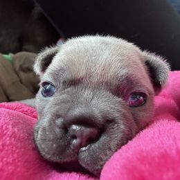 French Bulldog Puppies from Upcountry Frenchies