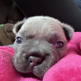 French Bulldog Puppies from Upcountry Frenchies
