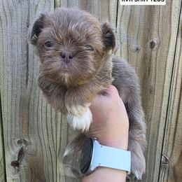 John Lennon - Yellow Collar - Lilac male Shih Tzu puppy in Wymore, Nebraska from RVK Bulldogs & Shih-Tzus