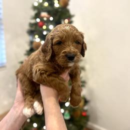 Chestnut - Red  male Goldendoodle puppy in Indianapolis, Indiana from Indy Doodle Co.
