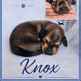 Knox - Cream male Dachshund puppy in Ohio from Brooke's Darling Dachshunds