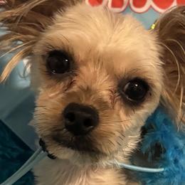Chihuahuas and Yorkshire Terriers from Rosa's Chihuahuas