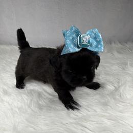 Dallas - Black female Shih Tzu puppy in Columbia, Kentucky from Lisa Bandy Luxe Shih Tzu