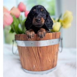 Blake - Black and tan male Dachshund puppy in Richmond, Virginia from Irresistible Dachshunds & Cavaliers