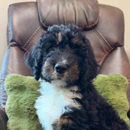 White - Tri-color female Bernedoodle puppy in Prole, Iowa from Veterinarian Raised Bernedoodles