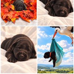 Red Collar Female, Summer - Black female Shiloh Shepherd puppy in Griffin, Georgia from Orchard Hills Shilohs