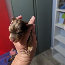 Girl 2 - Chocolate and tan Dachshund puppy in Homosassa, Florida from Foxies Doxies