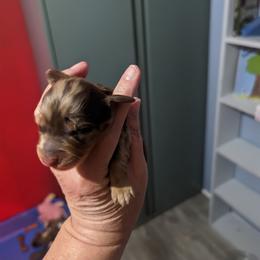 Girl 2 - Chocolate and tan Dachshund puppy in Homosassa, Florida from Foxies Doxies