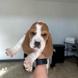 Girl 1 - Brown black and white female Basset Hound puppy in Las Animas, Colorado from J&D Dachsies