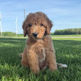 Spruce - Brown and white male Bernedoodle puppy in Copenhagen, New York from Moser’s Mapleridge Farm