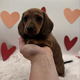 Girl 1 - Red female Dachshund puppy in Waynesville, North Carolina from Blue Ridge Doxies
