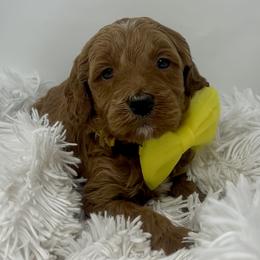 Meli's Yellow Male - Apricot male Goldendoodle puppy in Great Falls, Montana from Montana Goldendoodles