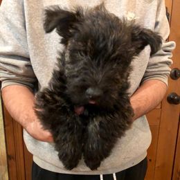 Anatolian Shepherd Dogs and Scottish Terriers from Lee Valley Scotties