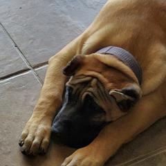 Perro de Presa Canarios from Born Legends Presa